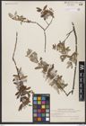Foto von Salix brachycarpa Nutt.
